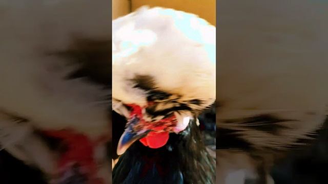 Голландская белохохлая стала символом страны и украшением богатых поместий смотреть онлайн