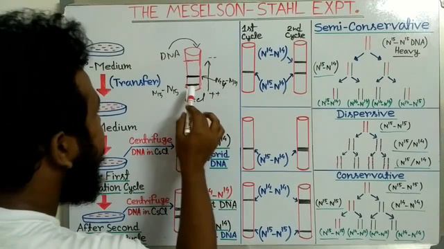 Meselson and Stahl experiment | Semiconservative replication of DNA смотреть онлайн