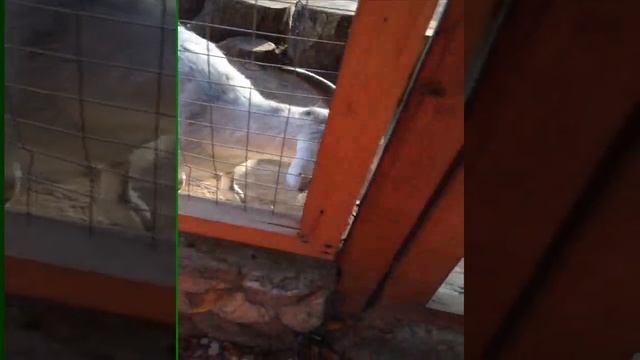 прогулка по парку,мини зоопарк,г.Тула,парк им.Белоусова часть 2., Mini Zoo Part 2 смотреть онлайн