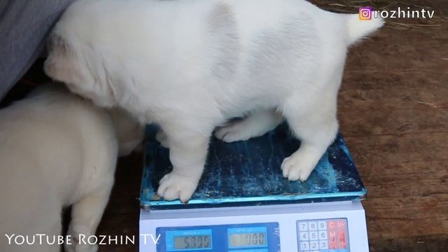 ЩЕНКИ АЛАБАЯ 30 ДНЕЙ  ВЕС ЩЕНКОВ