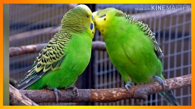 ?КАК ПРАВИЛЬНО ПОДСАДИТЬ ОДНОГО ПОПУГАЯ К ДРУГОМУ??|Гоша Гороша?