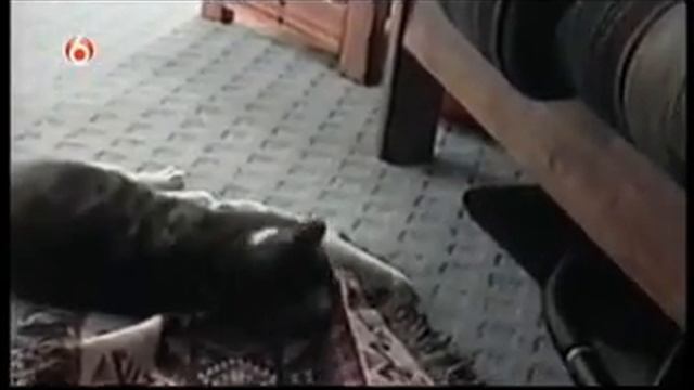 конгениально смотреть онлайн