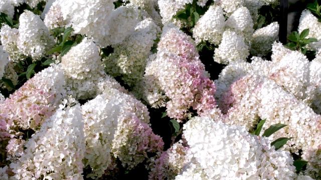 Living Strawberry Blossom смотреть онлайн