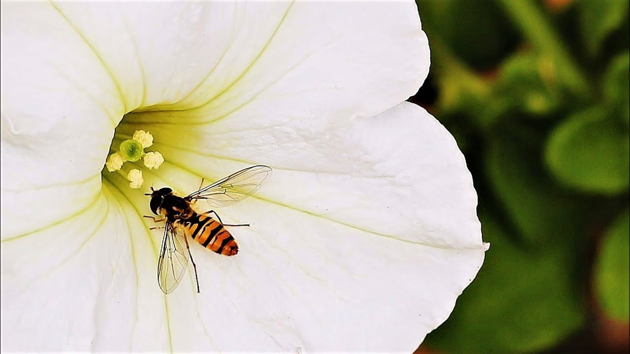 Разумное Человечество
