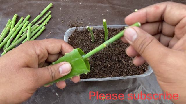 How To Grow Rose Plant From Small Cuttings || propagate rose from cuttings 100% success смотреть онлайн