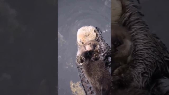 Мама Калана со своим щенком. Калан или Камчатский бобр, а так же Морской бобр смотреть онлайн