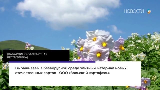 Выращиваем в безвирусной среде элитный материал новых отечественных сортов - «Зольский картофель» смотреть онлайн