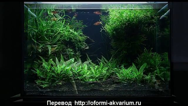 Оформление аквариума на 100 литров от Dan Crawford смотреть онлайн