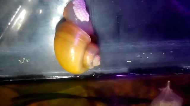 Как улитки откладывают икру 2