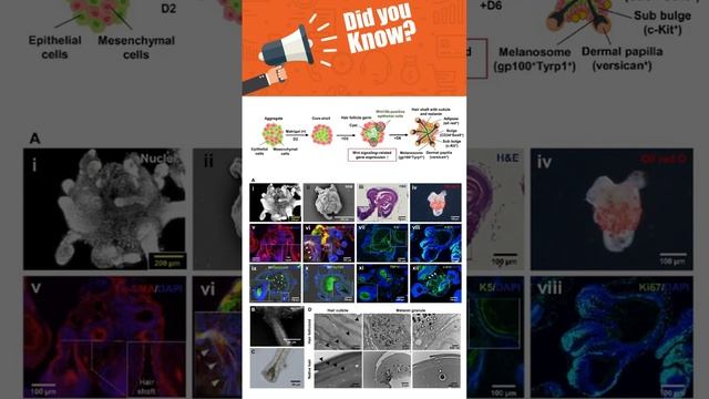 Hair cloning breakthrough смотреть онлайн