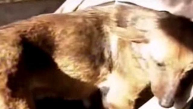 Женщина услышала плач. Подойдя ближе она не поверила глазам! смотреть онлайн