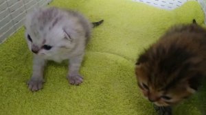 ШОТЛАНДСКИЕ КОТЯТА МЯУКАЮТ И ЗОВУТ МАМУ КОШКУ 😘 МЯУКАНЬЕ КОТЯТ