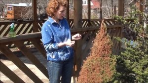 Ель коника и другие хвойные. Сайт sadovymir.ru