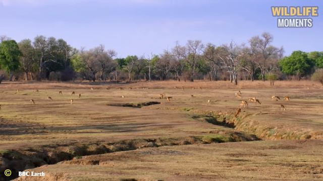 Eagle Uses Attack Skills To Lift Lion Into The Sky смотреть онлайн