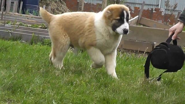 Алабай Великий Воин. Щенок 3,5 месяца. смотреть онлайн