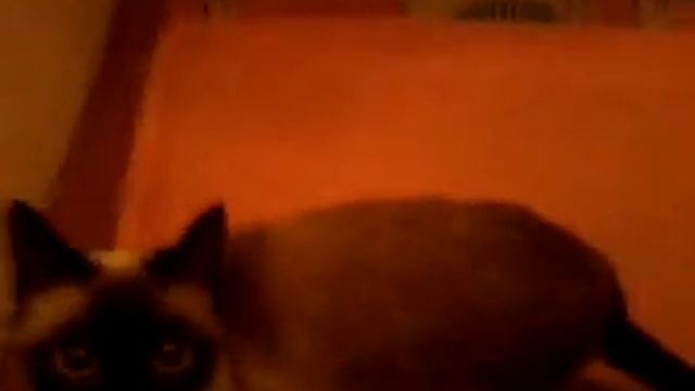 кошка хочет играть смотреть онлайн