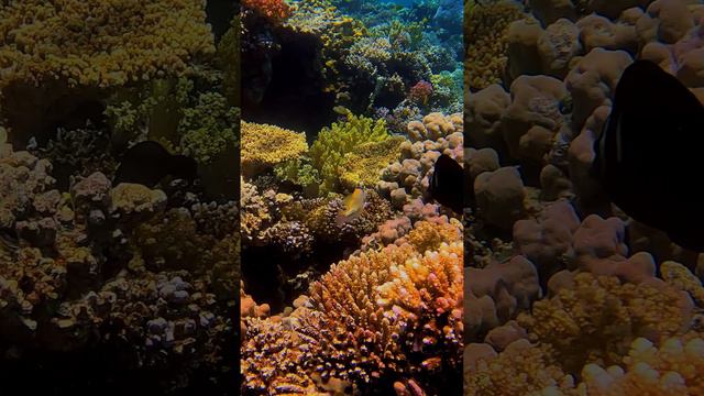 ПОДВОДНЫЙ МИР ЕГИПТА / UNDERWATER WORLD OF EGYPT #shorts #tiktok #egypt #diving #египет #кораллы смотреть онлайн