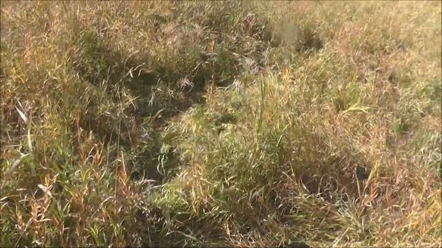 Охота на барсука. Часть 3. Нашёл ,что искал. Вроде))) смотреть онлайн