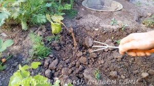 Скручивание листьев винограда.Почему на винограде скручиваются листья.Лечение винограда очень прост