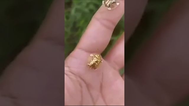 микроквадрокоптер для тактических боевых действий.mp4