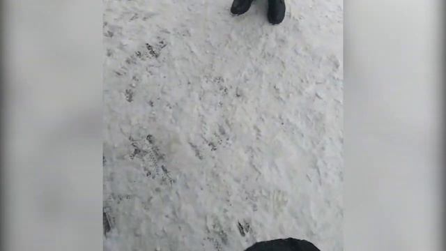 Собаку выкинули возле ТЦ в Корсакове смотреть онлайн