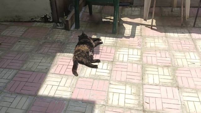 Кошка пьет ГРЯЗНУЮ воду лишь бы из ведра смотреть онлайн