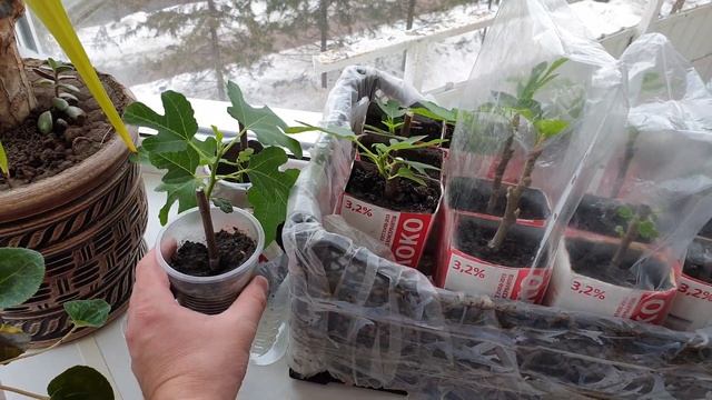 Укоренение черенков инжира смотреть онлайн