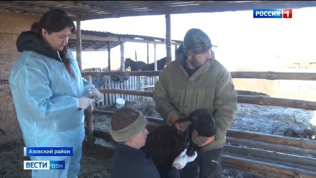 Проверка мелкого рогатого скота на наличие возбудителей заболеваний. Репортаж Дон-ТР смотреть онлайн