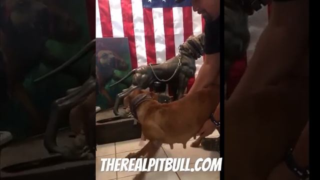 American Pit Bull Terrier ( Real Pitbulls ) смотреть онлайн