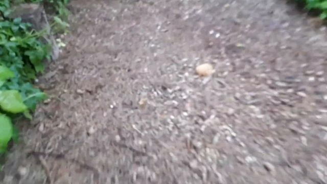 Что за ГРИБ?! Подскажите...... смотреть онлайн