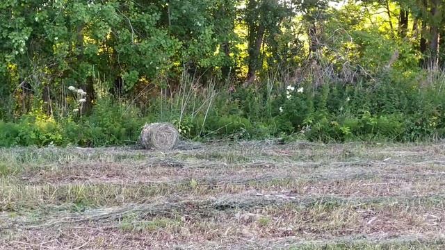 Мтз и пресс 0850 сенокос 2021 смотреть онлайн