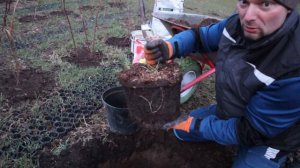 как сажать плодовые деревья весной. Шарафуга