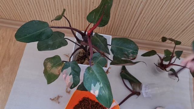 филодендрон Розовая Принцесса (Pink Princess) обзор, размножение, уход. смотреть онлайн