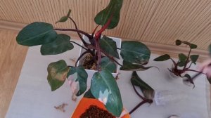 филодендрон Розовая Принцесса (Pink Princess) обзор, размножение, уход.