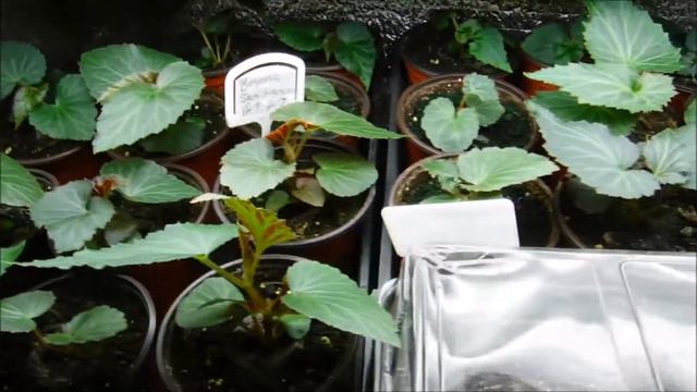 Begonia seedlings update San Francisco and Santa Barbara 2-4-2018, begonia seedlings смотреть онлайн