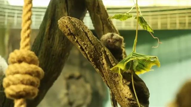 У обезьяны-игрунок в зоопарке Калининграда родились детёныши смотреть онлайн