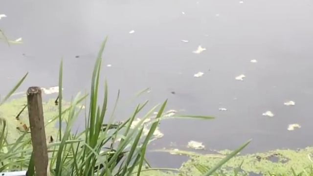 Река Уча. Что с рыбой?