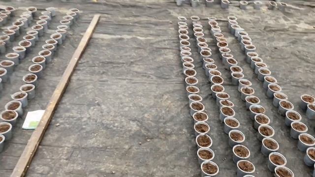 Посев огурца смотреть онлайн