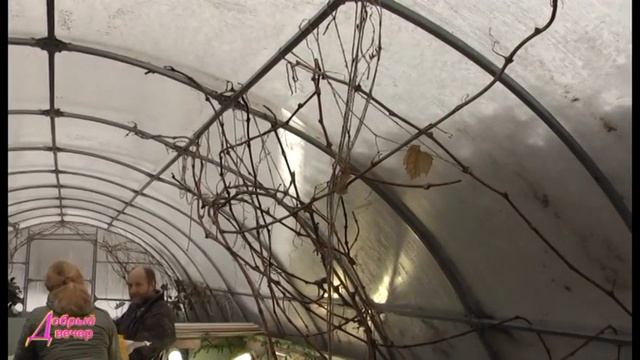 ДВ БАСКОВ (УДОБРЕНИЯ) смотреть онлайн