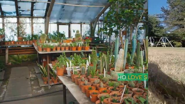 The 10 Most Healthiest Plants You NEED in Your Home - GLOWING & HYDRATED Skin #beauty #skincare смотреть онлайн