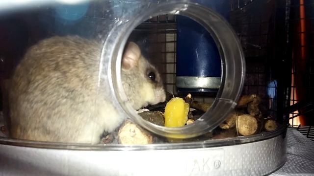 Lela, Azura and mango. Acacia rats are awesome смотреть онлайн
