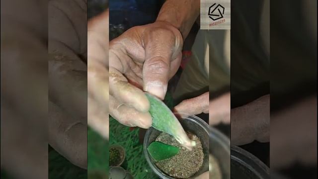 Как ухаживать за цветами и Как покрасить денежные цветок смотреть онлайн