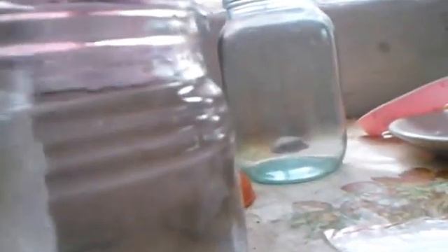 Обзор Пва Пакета смотреть онлайн