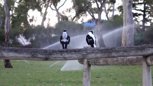 Australian magpies (Австралийская сорока) смотреть онлайн
