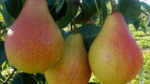 Чтобы груша начала плодоносить раньше