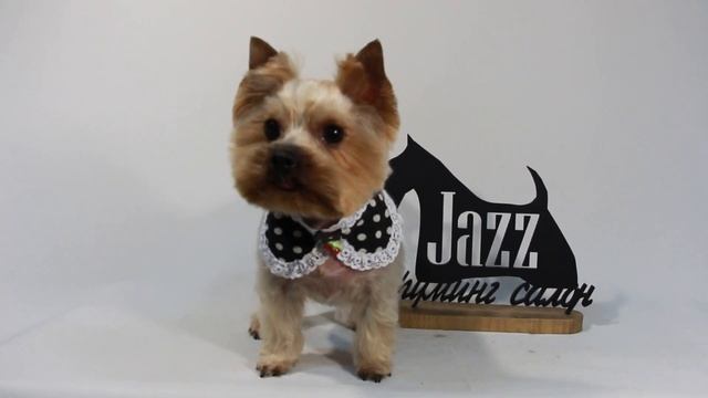 Стрижка собак в Одессе груминг салон Jazz смотреть онлайн