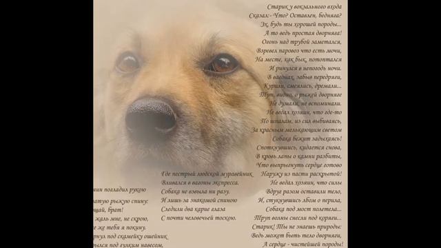 Мое слайд-шоу Собачьи стихи смотреть онлайн