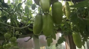 Томат Позано,урожайный гибрид Обзор .