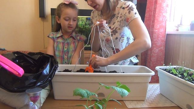 Пересаживаем растения (огурцы и помидоры) в отдельные горшки на балкон / Полина, 6 лет смотреть онлайн