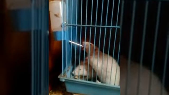 крыски пьют воду смотреть онлайн